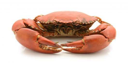 Crab Isolated On White Background Wall Decal