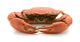 Crab Isolated On White Background Wall Decal