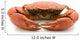 crab isolated on white background Wall Decal