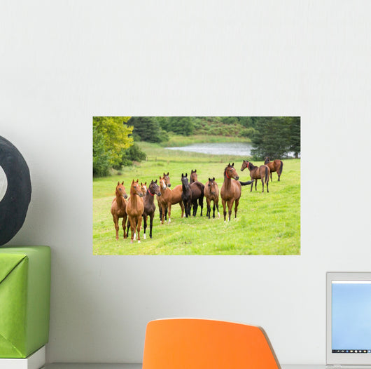 horse herd Wall Mural