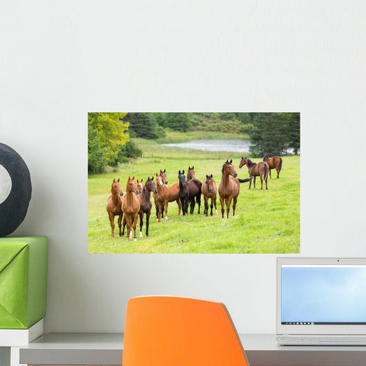 horse herd Wall Mural