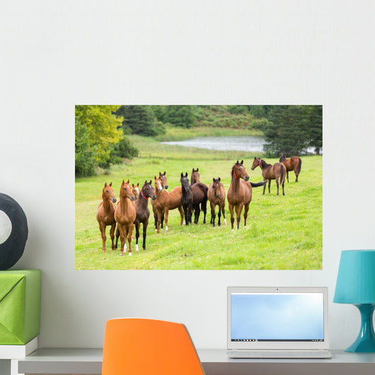 horse herd Wall Mural