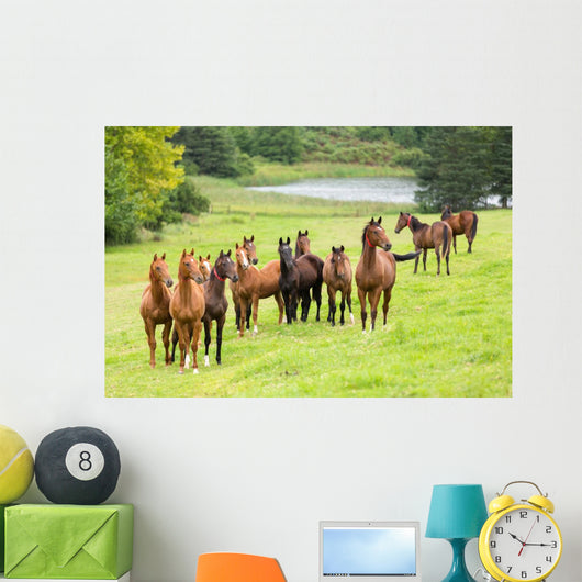 horse herd Wall Mural