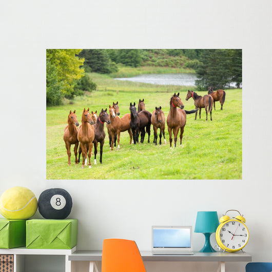 horse herd Wall Mural