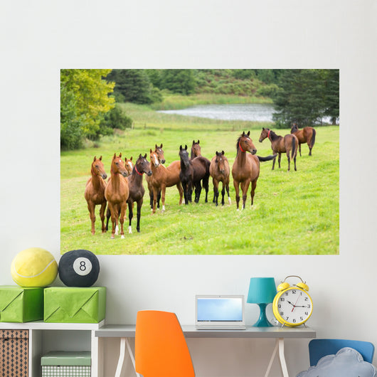 horse herd Wall Mural