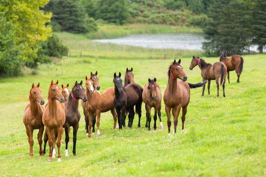 Horse Herd Wall Decal