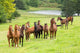Horse Herd Wall Decal