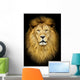 Portrait of huge beautiful male African lion against black backg Wall Mural