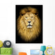 Portrait of huge beautiful male African lion against black backg Wall Mural