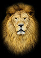 Portrait Of Huge Beautiful Male African Lion Against Black Background Wall Decal