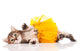 Cute Kitten Ballerina Wall Decal