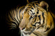 Close Up Tiger Wall Decal 2