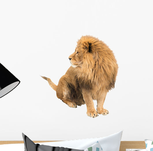 The Old Lion. Alpha Male. Isolated Wall Decal