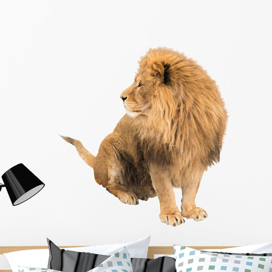The old lion. Alpha male. isolated Wall Decal