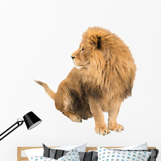 The old lion. Alpha male. isolated Wall Decal