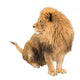 The Old Lion. Alpha Male. Isolated Wall Decal