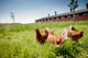 Chicken On Traditional Free Range Poultry Wall Decal 2