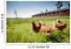 chicken on traditional free range poultry Wall Mural