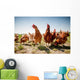 chicken on traditional free range poultry Wall Mural