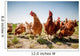 chicken on traditional free range poultry Wall Mural