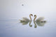 Graceful Swans Wall Decal