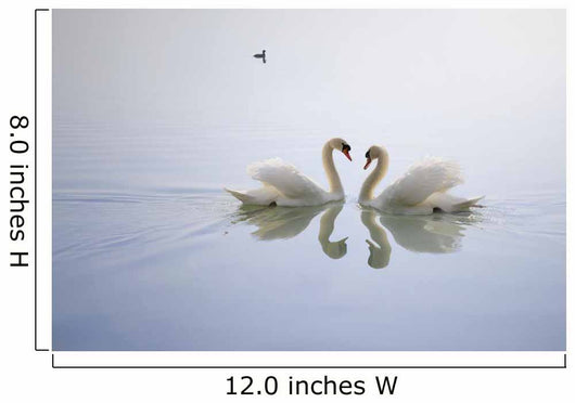 Graceful Swans Wall Mural