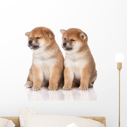 shiba inu puppies Wall Decal
