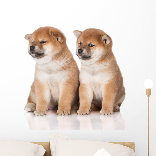 shiba inu puppies Wall Decal