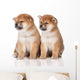 shiba inu puppies Wall Decal