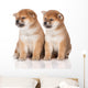shiba inu puppies Wall Decal