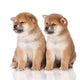 Shiba Inu Puppies Wall Decal