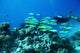 Scuba Diver Underwater Wall Decal