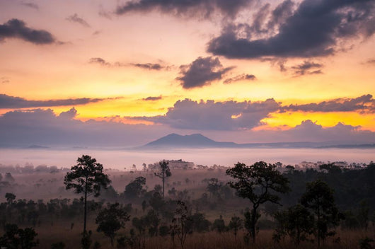 Sunrise Savanah Meadow Wall Decal