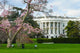 White House In Spring - Washington Dc USA Wall Decal