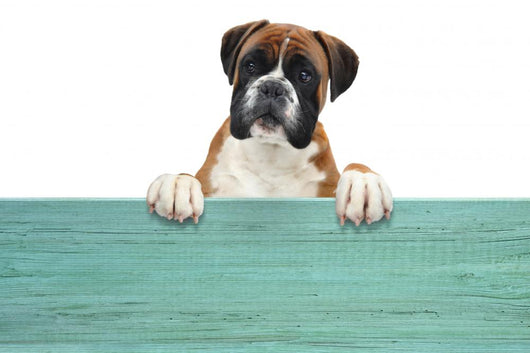 Boxer 331 Wall Decal
