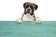 Boxer 331 Wall Decal