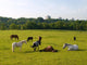 Sleeping Horses Green Field Wall Decal
