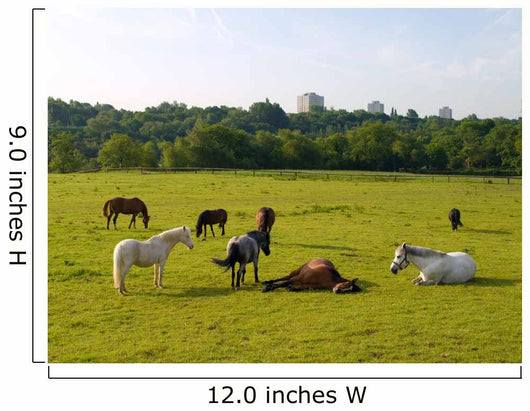 Sleeping Horses Green Field Wall Decal
