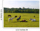 Sleeping Horses Green Field Wall Decal