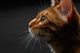 Closeup Bengal Cat Profile View Wall Decal