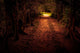 Mystery Path Throw The Woods Wall Decal