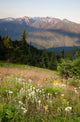 Early Morning Light Wildflower Meadow Olympic Mountains Wall Decal