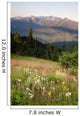 Early Morning Light Wildflower Meadow Olympic Mountains  Wall Mural