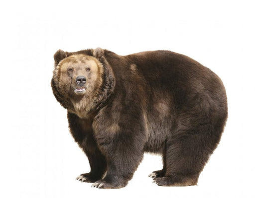Big Brown Bear White Wall Decal