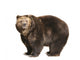 Big Brown Bear White Wall Decal
