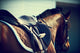 Saddled Horse Wall Decal