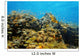 Underwater coral reef Wall Mural
