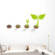 Plant germination Wall Decal