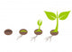 Plant Germination Wall Decal