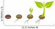 Plant germination Wall Decal